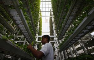 A worker harvests fresh produce from a tower at Sky Greens vertical farm in Singapore