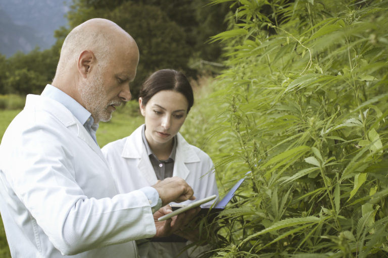 marijuana industry featured image